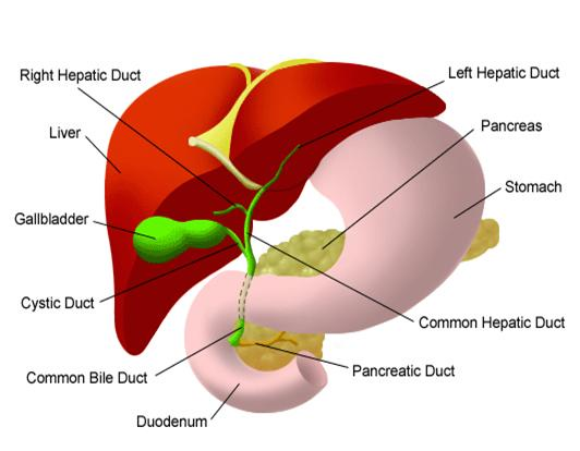 Comparison of percutaneous gallbladder aspiration with percutaneous  cholecystostomy in acute cholecystostomy patients. Can gall bladder  aspiration alone be sufficient? [Ulus Travma Acil Cerrahi Derg]